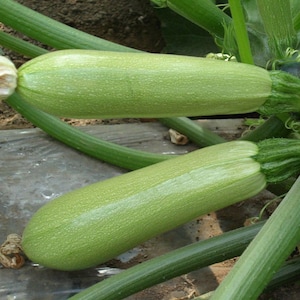 Squash Zucchini seeds &#39;&#39;Izobilna&#39;&#39; Organic Heirloom Vegetable Seed from Bulgarian