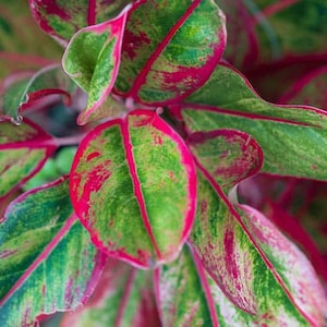 Aglaonema Siam Aurora in 4&quot; pot (ships bareroot) | Lipstick Plant | Red Pink Chinese Evergreen | Collectible Live Plant