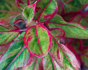 Aglaonema Siam Aurora in 4&quot; pot (ships bareroot) | Lipstick Plant | Red Pink Chinese Evergreen | Collectible Live Plant