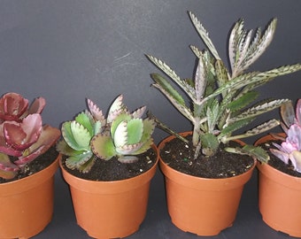 4 Kalanchoe in 3.5" pots (ships bareroot) - Assorted Mixed Succulents Collection - Succulent Garden - Arrangement - Live Plants - Perennial