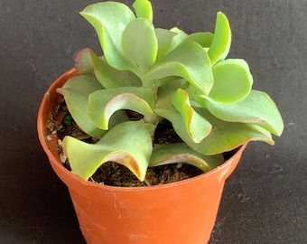 Ripple Jade 'Curly Green' in 4" pot (shops bareroot) | Wavy Crassula arborescens undulatifolia | Rare Exotic Succulent Plant