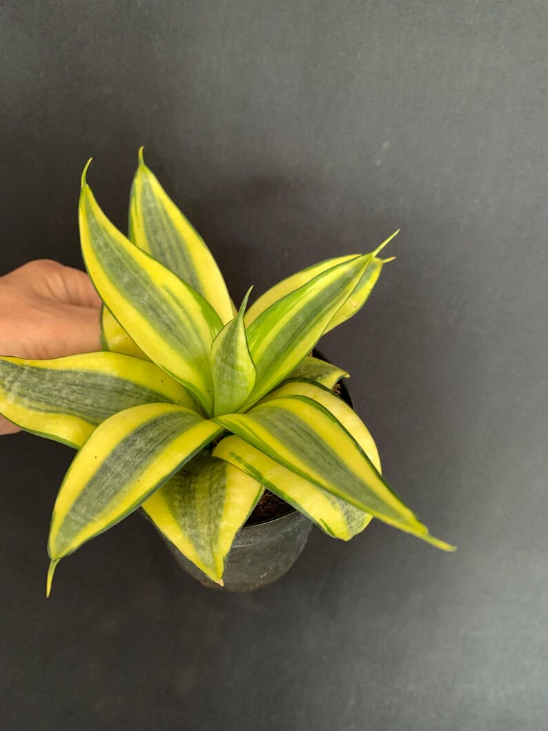 LivingPlantDesigns Sansevieria Trifasciata - Thumbnail 5