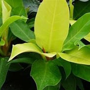 Philodendron &#39;Moonlight&#39; in 4&quot; pot (shipped bareroot) | Colorful Hybrid | Easy Care Low Light Plant