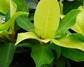 Philodendron 'Moonlight' in 4" pot (shipped bareroot) | Colorful Hybrid | Easy Care Low Light Plant