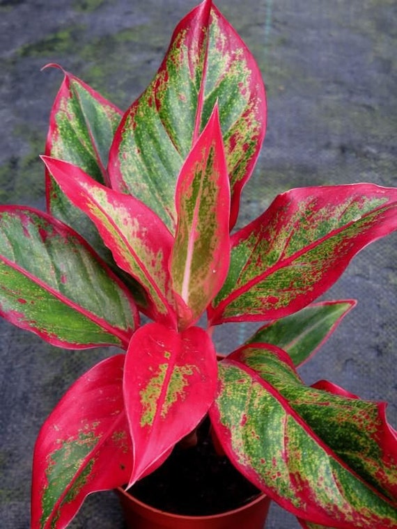 Aglaonema Siam Aurora in 4" Pot (ships Bareroot) | Lipstick Plant | Red  Pink Chinese Evergreen | Collectible Live Plant - Etsy Israel