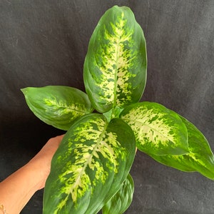 Dieffenbachia maculata picta &#39;Tropic Snow&#39; in 4&quot; & 6&quot; pot (shipped bareroot) | Leopard Lily Dumb Cane | Exotic Variegated Tropical Foliage