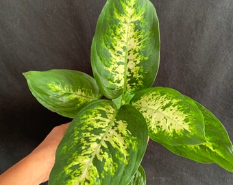 Dieffenbachia Maculata Cool Beauty, 6 Pot - Etsy