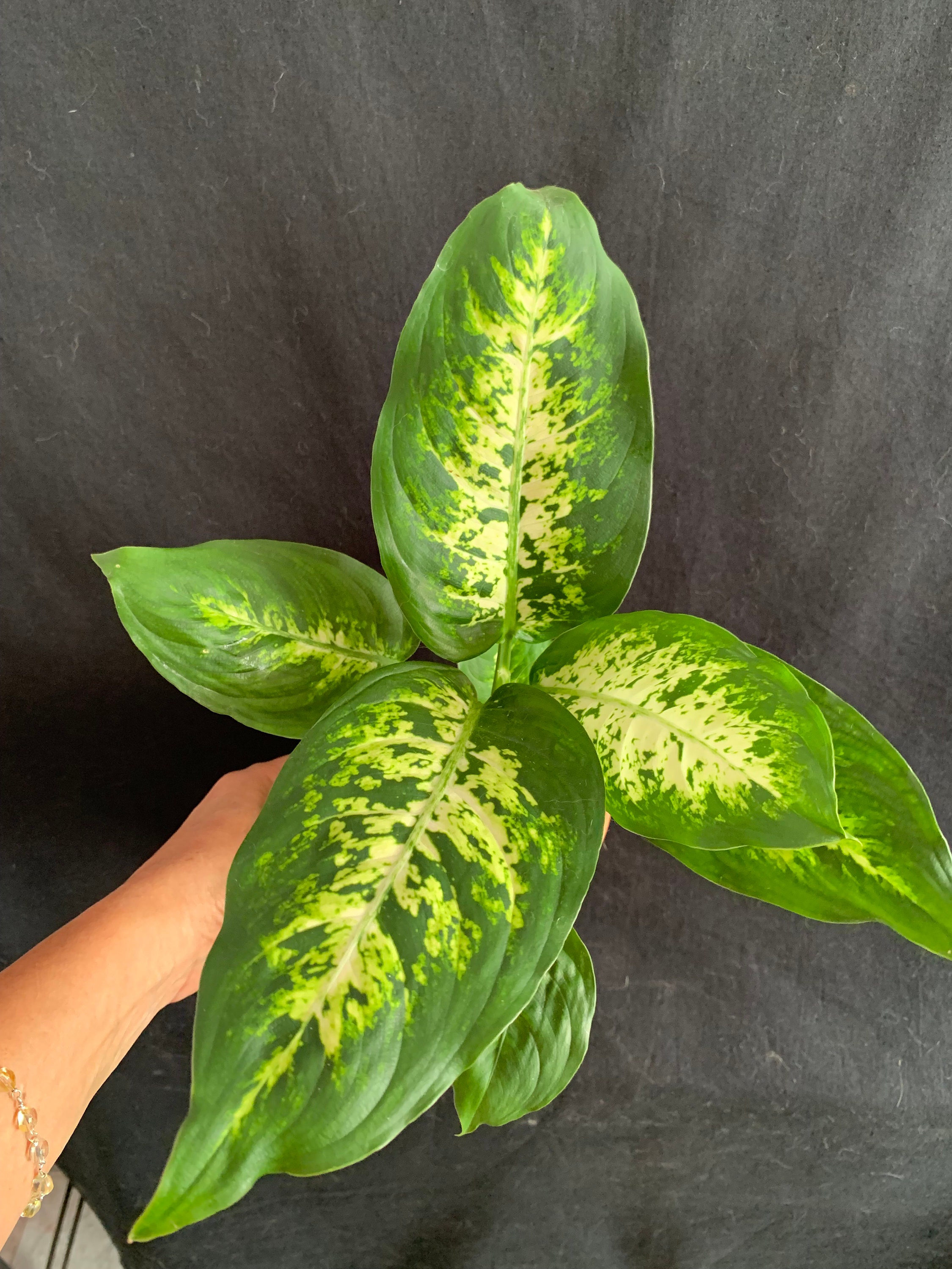 Dieffenbachia Maculata Picta 'tropic Snow' in 4