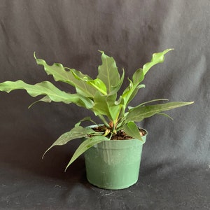 Hookeri Bird&#39;s Nest Anthurium in 6&quot; pot | Exotic Rainforest Rare Tropical Plant
