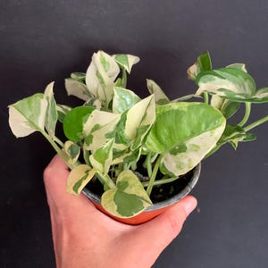 May include: A small potted plant with green and white variegated leaves. The plant is held in a small orange pot. The leaves have a mix of green and white patterns. The background is a solid black.