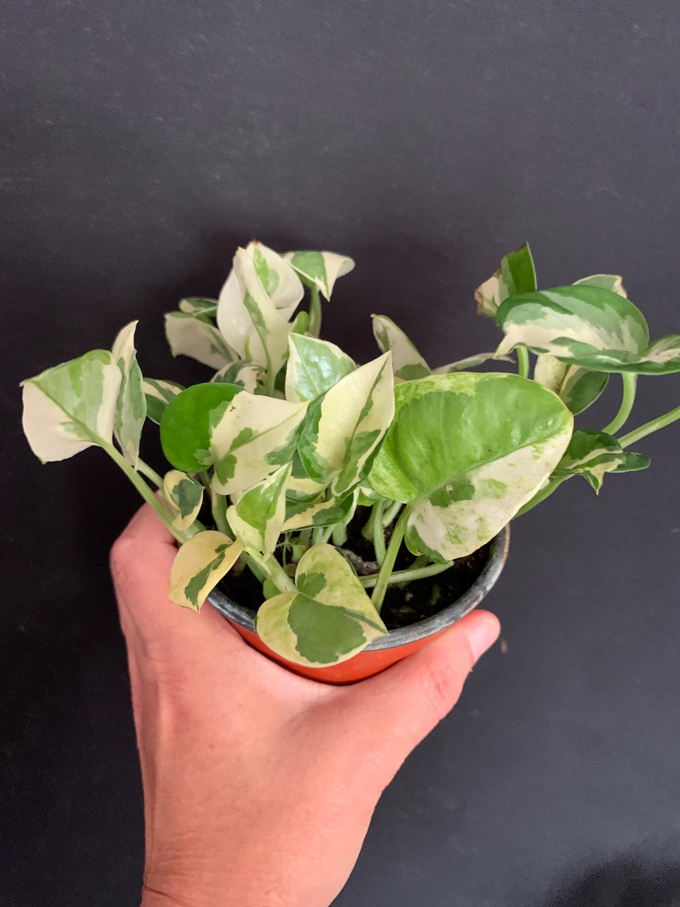 indoor philodendron Philo