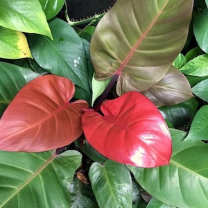 Large Philodendron McColley’s Finale in 6" pot (shipped bareroot) | Rare Tropical Hybrid Dark Red Orange Foliage