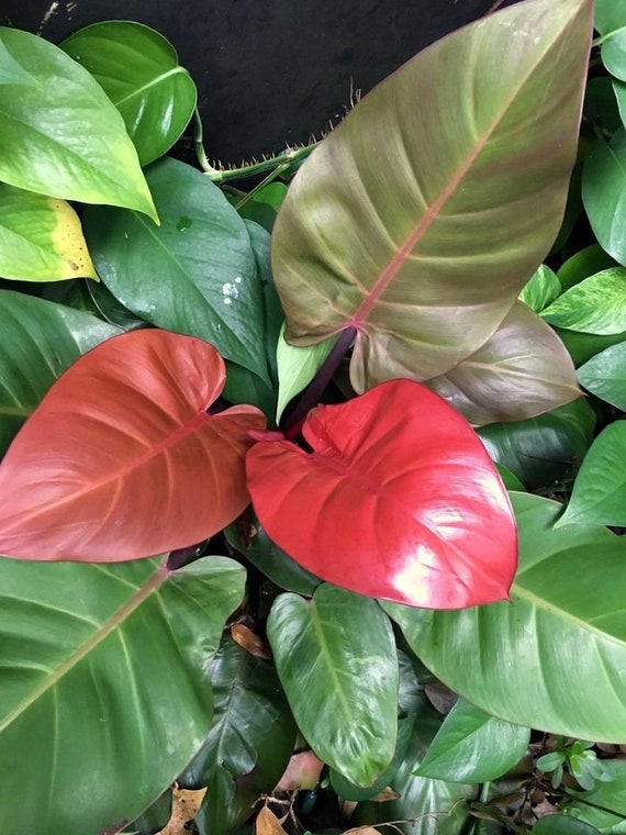 Large Philodendron Mccolley's Finale in 6" Pot (shipped Bareroot) | Rare  Tropical Hybrid Dark Red Orange Foliage - Etsy