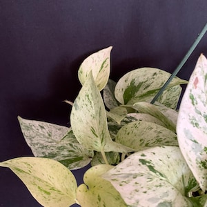 May include: Close-up of a pothos plant with variegated leaves. The leaves display a mix of creamy white, light green, and darker green patterns. The plant is set against a dark background, highlighting the leaf colors and textures.