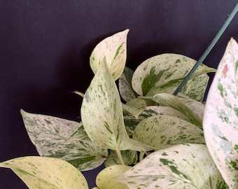May include: Close-up of a pothos plant with variegated leaves. The leaves display a mix of creamy white, light green, and darker green patterns. The plant is set against a dark background, highlighting the leaf colors and textures.