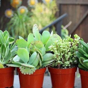 Mixed 4 Succulent Plants - Assorted Succulents in 3.5&quot; pots (shipped bareroot) - Succulent Garden - Collection - Live Plants - Perennial