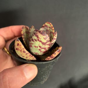 Tiger Kalanchoe Humilis "Desert Surprise" in 2" pot (ships bareroot) | Purple Variegated Exotic Rare Succulent | Easy Care