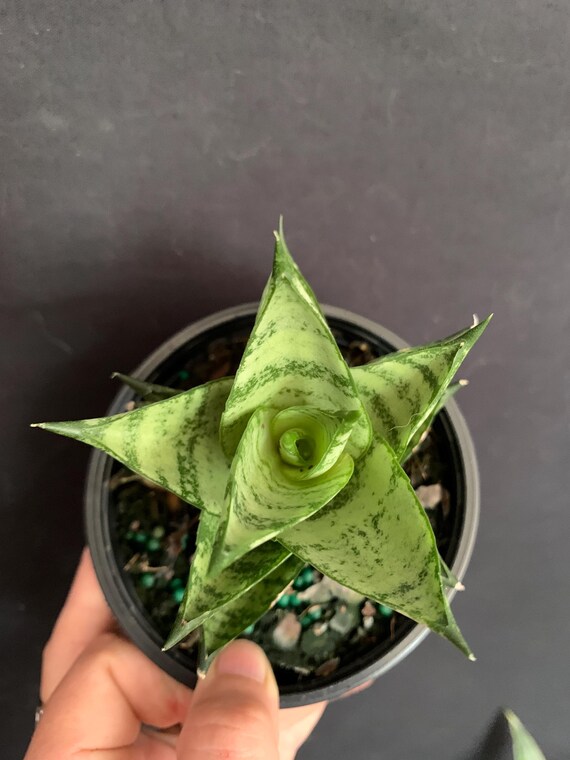 Samurai Dwarf Variegated Sansevieria Ehrenberghii in 4