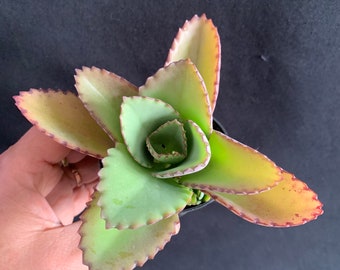 Mexican Hat Kalanchoe Daigremontiana 2" pot (ships bareroot) | Mother of Thousands/Millions, Alligator plant | Easy Care Succulent Red Tips