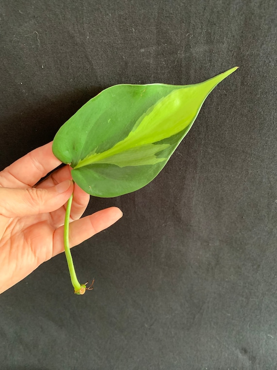 Philodendron Hederaceum 'brasil' Cuttings | Variegated Heartleaf Traling  Plant | Tropical Vine Hanging Basket | Easy Care - Etsy