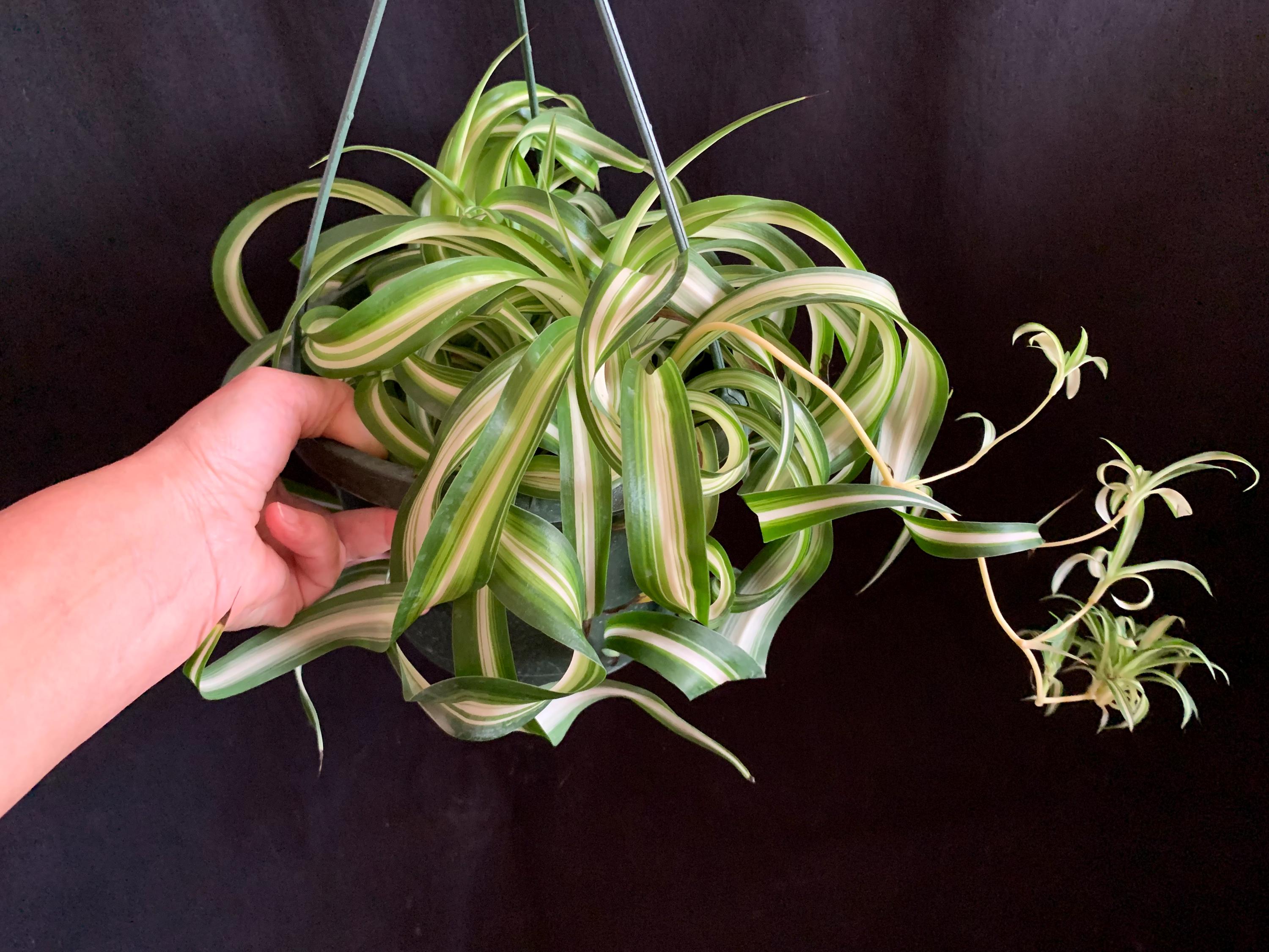 Large Curly Variegated Spider Plant 'bonnie' in 6" Pot (ships Bareroot) |  Chlorophytum Comosum Hanging Basket Plant | Easy Care Air Purifier - Etsy