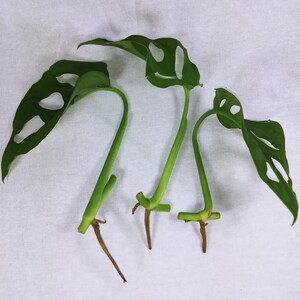 以下が含まれることがあります： 根のついた緑色のモンステラ・アダンソニーの挿し木3本。植える準備ができています。葉には独特の穴の模様があります。