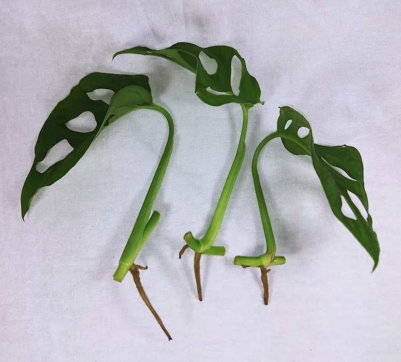 以下が含まれることがあります： 根のついた緑色のモンステラ・アダンソニーの挿し木3本。植える準備ができています。葉には独特の穴の模様があります。