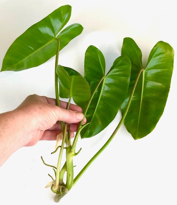 Philodendron Burle Marx Cuttings || Live Tropical Plant || Landscape Ground  Cover or Vine - Etsy
