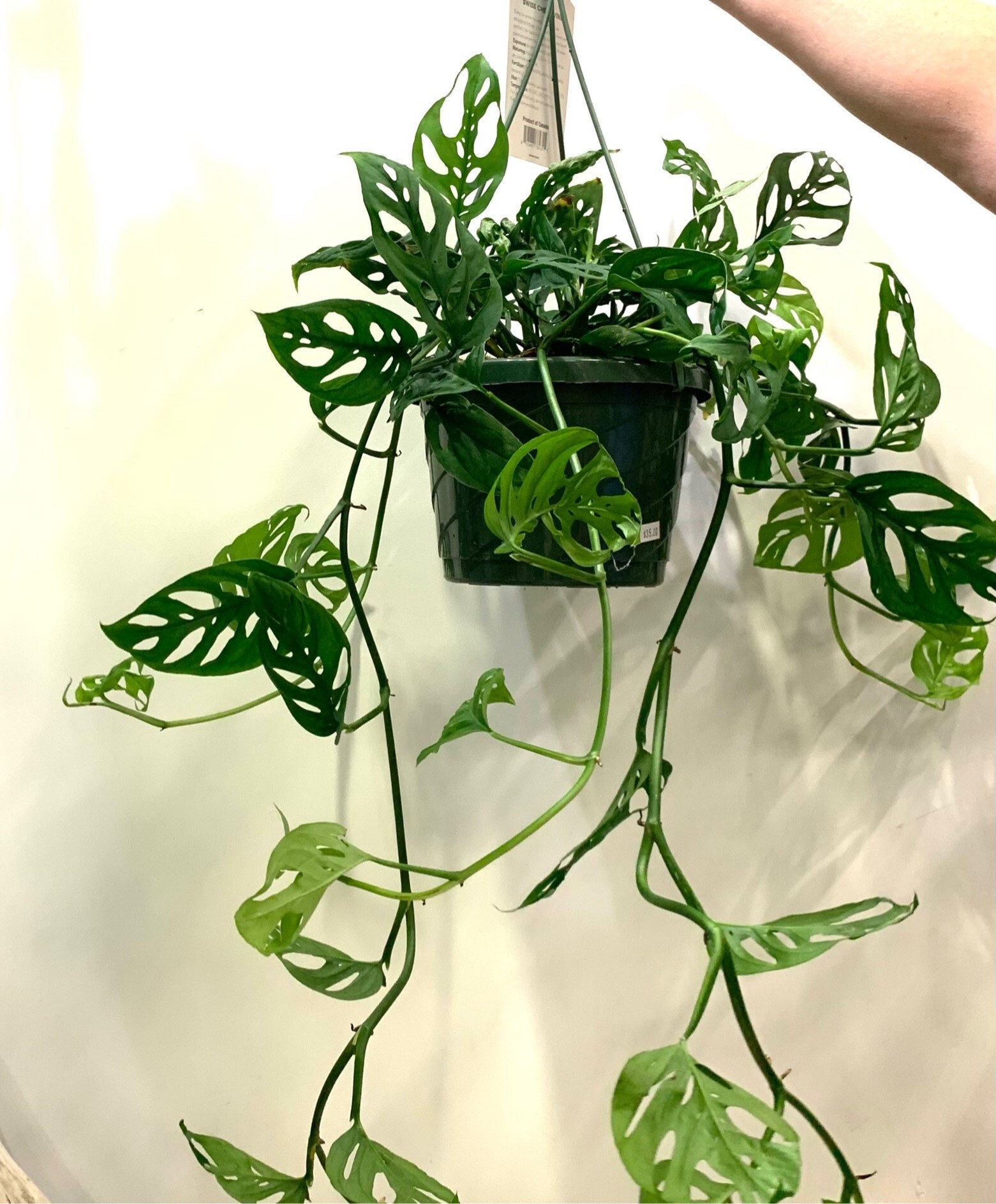 Monstera Adansonii Wide Leaf Form Cuttings Swiss Cheese Vine | Etsy