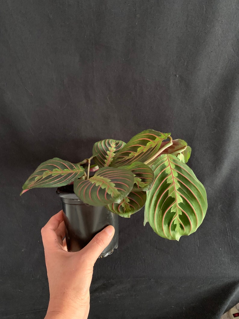 LivingPlantDesigns Prayer Plant Maranta leuconeura - Thumbnail 5