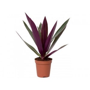 May include: A potted purple and green striped plant with long, narrow leaves. The plant is in a terracotta pot.