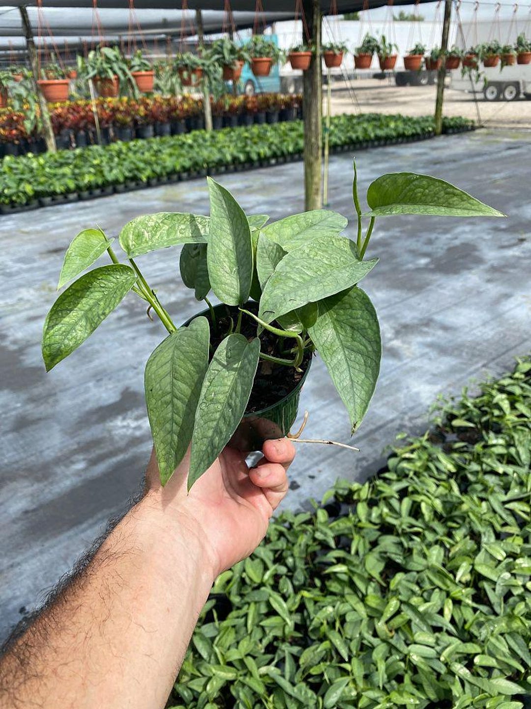 Cebu Blue Pothos Epipremnum Aureum 4" 6" Pot (ships Bareroot) | Devils Ivy  Centipede Vine | Easy Care Trailing Hanging Basket Tropical Plant - Etsy