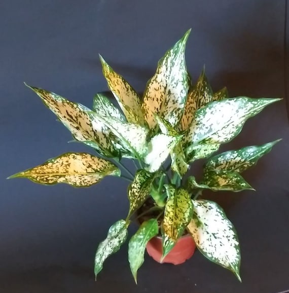 Aglaonema Snow White in 4