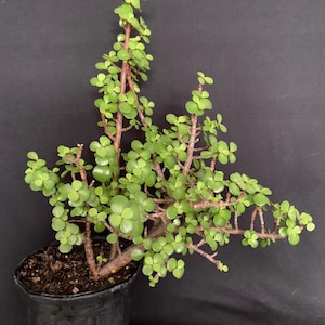 Exact Plant! Large Portulacaria Afra Pre-Bonsai in 6"/1ga pot (ships bareroot) | Elephant Bush Dwarf Jade Plant Live Succulent