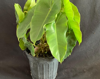 key lime pie plant succulent Key Lime Pie Plant Adromischus Cristatus
