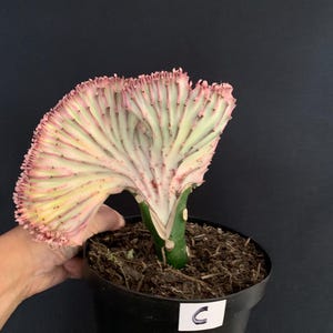 Exact plant C! Pink Crested ‘Mermaid Fin’ Euphorbia in 6" pot | E. Lactea Crestata Variegata Rare Colorful Variegated Grafted Cactus