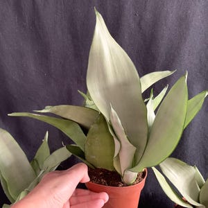 May include: A potted silver snake plant with long, pointed leaves. The leaves are a light green color with silver stripes.