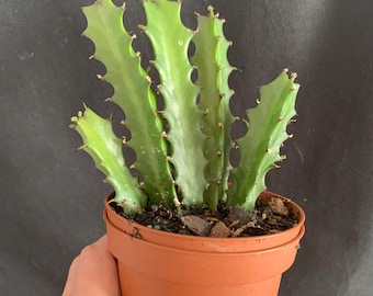 Euphorbia Lactea in 4" Pot (ships Bareroot) Dragon Bone Spurge Cactus |  Easy Care - Etsy