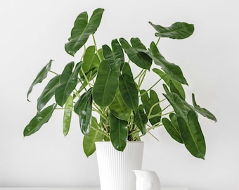Philodendron Burle Marx Cuttings || Live Tropical Plant || Landscape Ground Cover or Vine