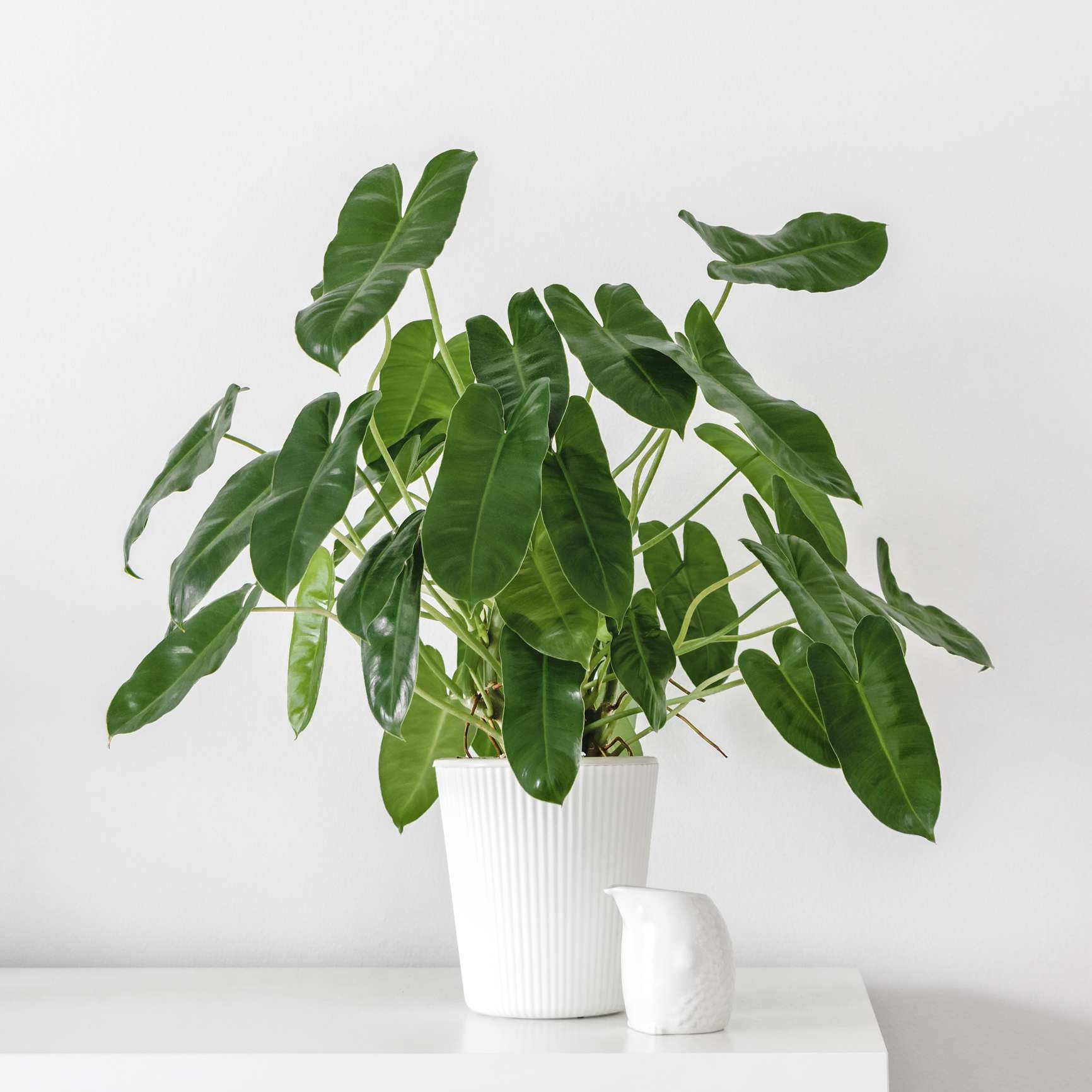 Philodendron Burle Marx Cuttings || Live Tropical Plant || Landscape Ground  Cover or Vine - Etsy