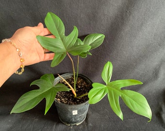 Exact Plant! Philodendron Florida Green in 6" Pot (ships bareroot) | Rare Tropical Foliage Vine | Easy Care Low Light