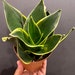 see more listings in the Sansevieria section