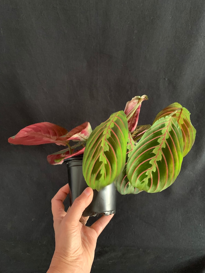 LivingPlantDesigns Prayer Plant Maranta leuconeura - Thumbnail 4