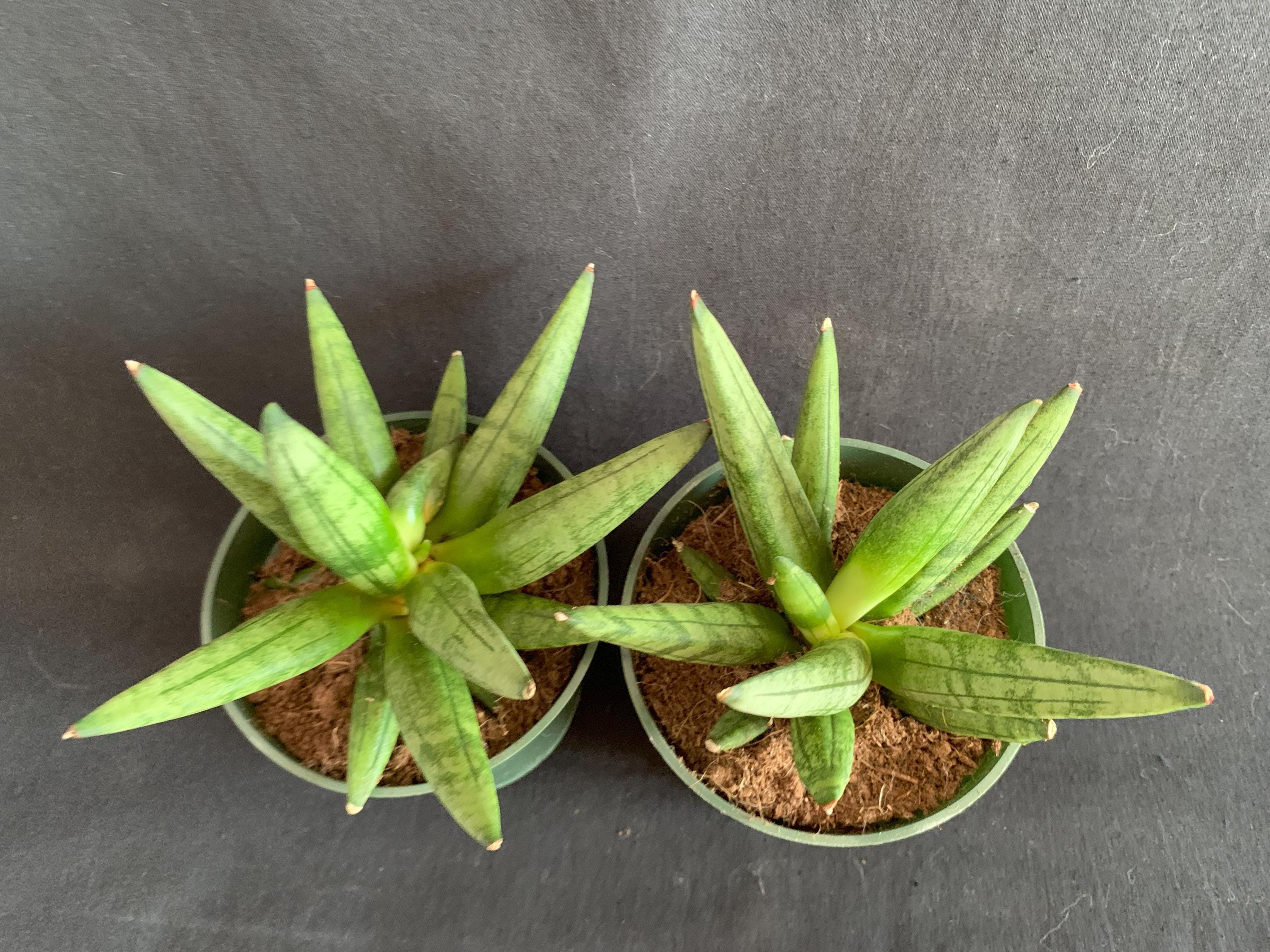 Sansevieria-boncellensis Platinum サンスベリア-ボンセレンシス プラチナム  Sansevieria \"Boncel\" Silver form (Dracena)
