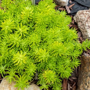 May include: A close-up of a bright green succulent plant growing in a garden bed. The plant is surrounded by brown mulch and rocks.