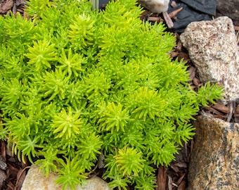 Golden Sedum Stonecrop 6&quot; pot (ships bareroot) |  Florida Friendly Lemon Ball | Easy Care Bright Yellow Color | Ground Cover Hanging Basket