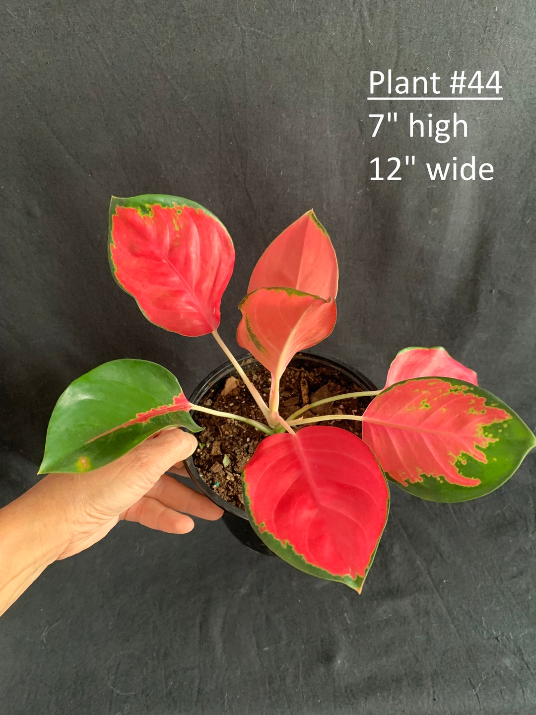 Aglaonema 'red King' in 6