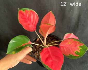 Aglaonema 'Red King' in 6" pot | Red Pink Chinese evergreen | Rare Tropical Plant