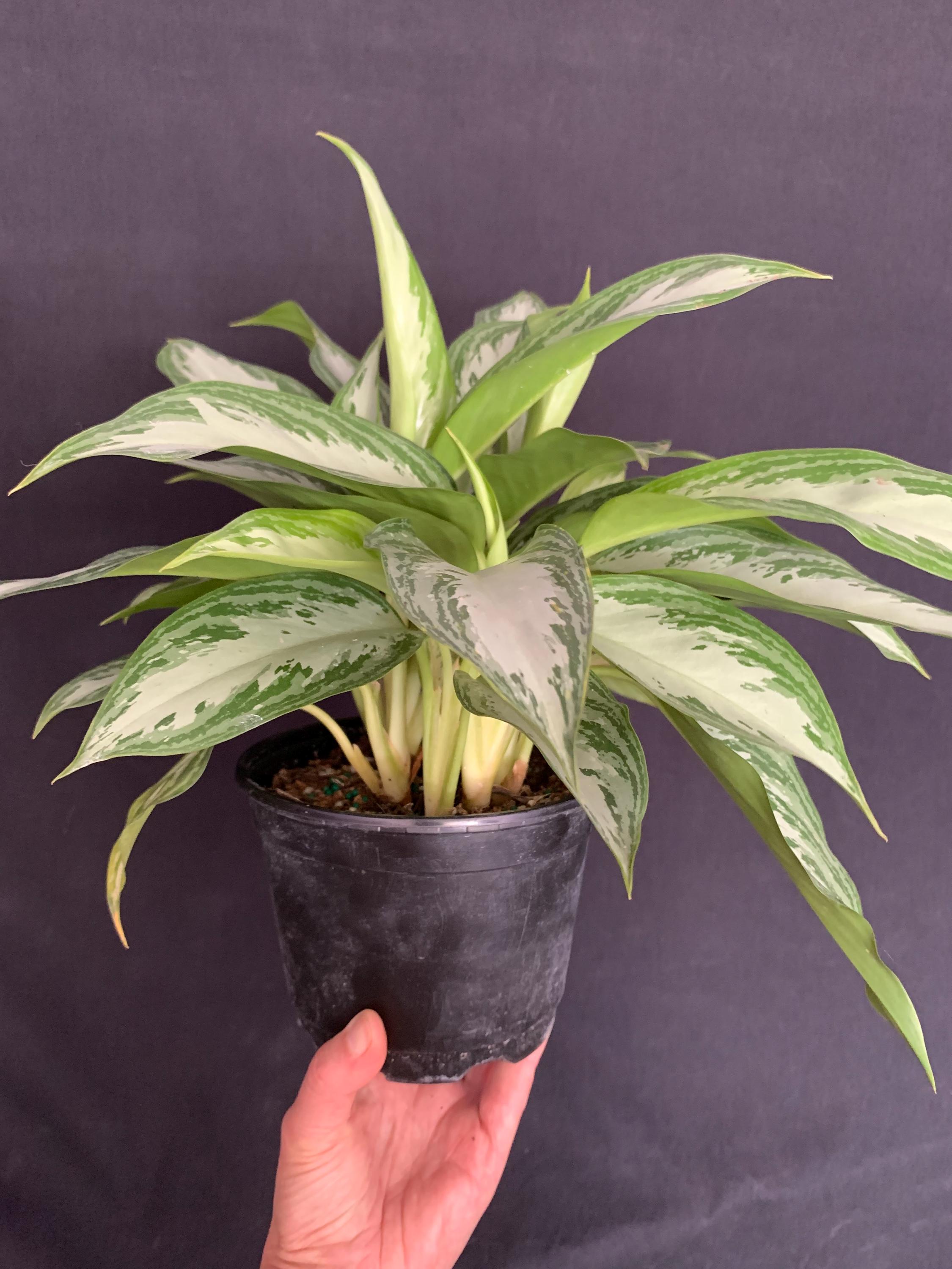 cy herat leaf philodendron 4" Pot Sweetheart Philodendron  The Bio Dude