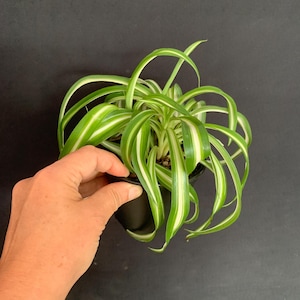 Curly Variegated Spider Plant 'Bonnie' in 4" pot (ships bareroot) | Chlorophytum comosum Hanging Basket Plant | Easy Care Air Purifier